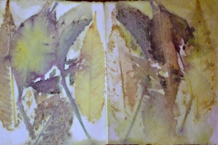 Parthenocissus,Sumach, Prunus