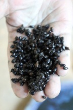Casiatora seeds for fermenting the indigo